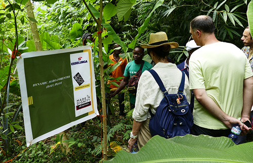 cacao sostenibile - immagine in loco degli addetti al progetto